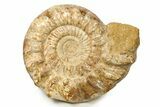 Jurassic Ammonite (Kranosphinctes) Fossil - Largest We've Ever Had #304910-2